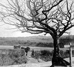 The-Wishing-Tree-looking-towards-Gillsmans-Hill-Hollington.-1906.
